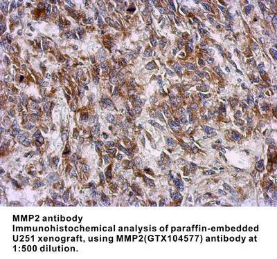 MMP2 antibody - 100µl, GeneTex