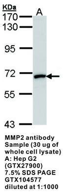 MMP2 antibody - 100µl, GeneTex