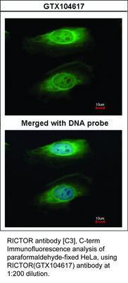RICTOR antibody [C3], C-term, GeneTex