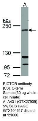 RICTOR antibody [C3], C-term, GeneTex