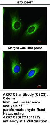 AKR1C3 antibody [C2C3], C-term, GeneTex