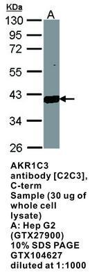 AKR1C3 antibody [C2C3], C-term, GeneTex