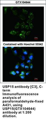 USP15 antibody [C3], C-term, GeneTex