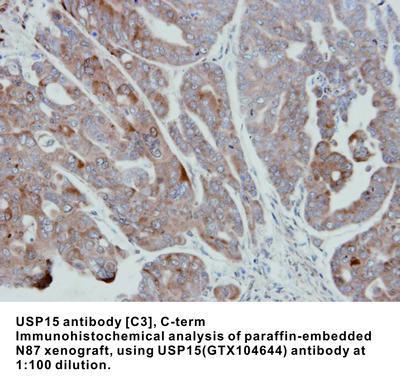 USP15 antibody [C3], C-term, GeneTex