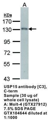 USP15 antibody [C3], C-term, GeneTex