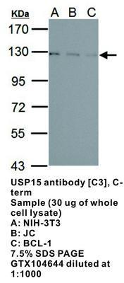 USP15 antibody [C3], C-term, GeneTex