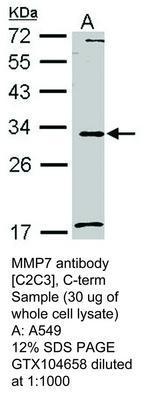 MMP7 antibody [C2C3], C-term, GeneTex