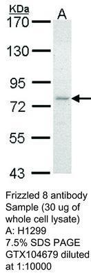 Frizzled 8 antibody, GeneTex