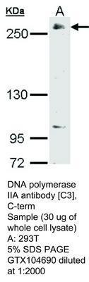 DNA polymerase IIA antibody [C3], C-term, GeneTex