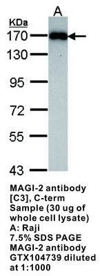 MAGI-2   antibody [C3], C-term, GeneTex