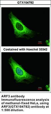 ARF3 antibody, GeneTex