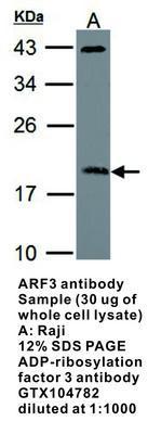 ARF3 antibody, GeneTex