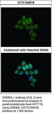 CREB3L1 antibody [C3], C-term, GeneTex