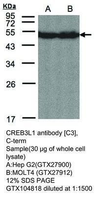 CREB3L1 antibody [C3], C-term, GeneTex