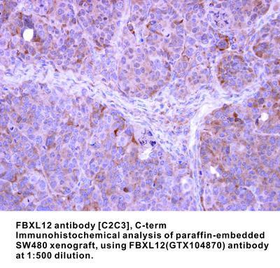 FBXL12 antibody [C2C3], C-term, GeneTex