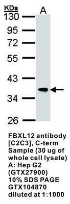 FBXL12 antibody [C2C3], C-term, GeneTex