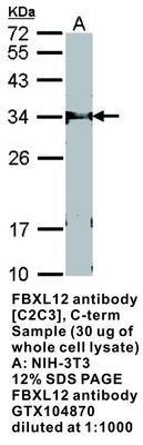 FBXL12 antibody [C2C3], C-term, GeneTex