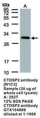 CTDSP2 antibody [N1C3], GeneTex