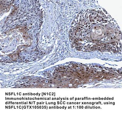 NSFL1C antibody [N1C2], GeneTex