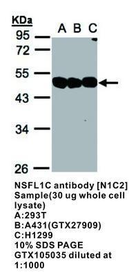 NSFL1C antibody [N1C2], GeneTex