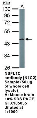 NSFL1C antibody [N1C2], GeneTex