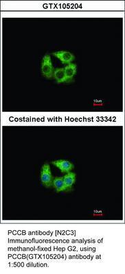 PCCB antibody [N2C3], GeneTex