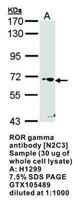 ROR gamma antibody [N2C3], GeneTex