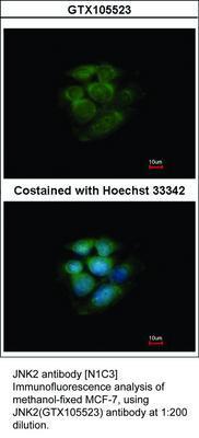 JNK2 antibody [N1C3], GeneTex