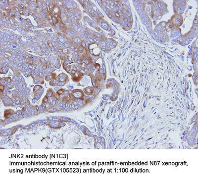 JNK2 antibody [N1C3], GeneTex