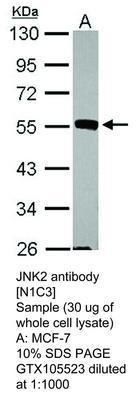 JNK2 antibody [N1C3], GeneTex