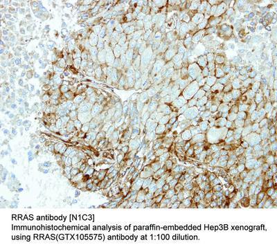 RRAS antibody [N1C3], GeneTex