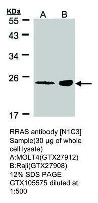 RRAS antibody [N1C3], GeneTex