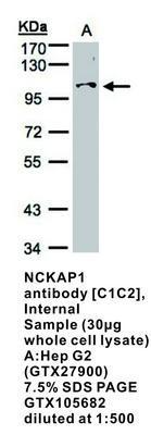 NCKAP1 antibody [C1C2], Internal, GeneTex