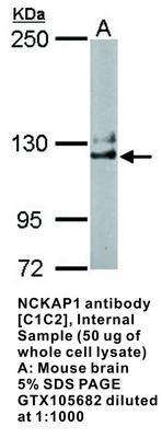 NCKAP1 antibody [C1C2], Internal, GeneTex