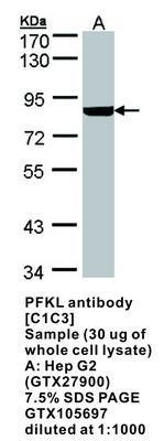 PFKL antibody [C1C3], GeneTex