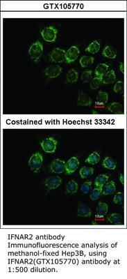 IFNAR2 antibody, GeneTex