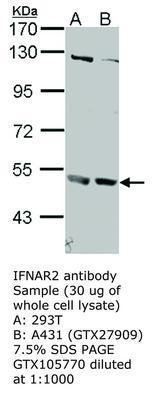 IFNAR2 antibody, GeneTex