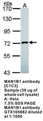 MAN1B1 antibody [C1C3], GeneTex