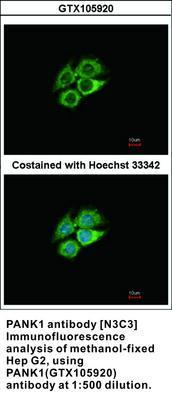 PANK1 antibody [N3C3], GeneTex