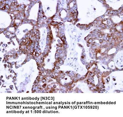 PANK1 antibody [N3C3], GeneTex