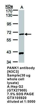 PANK1 antibody [N3C3], GeneTex