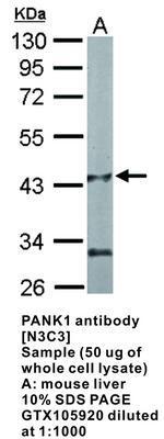 PANK1 antibody [N3C3], GeneTex