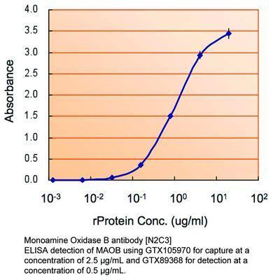 Monoamine Oxidase B antibody [N2C3], GeneTex