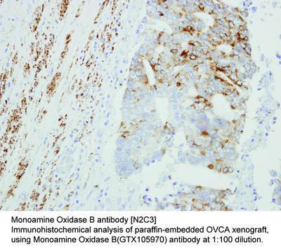 Monoamine Oxidase B antibody [N2C3], GeneTex