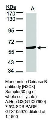 Monoamine Oxidase B antibody [N2C3], GeneTex