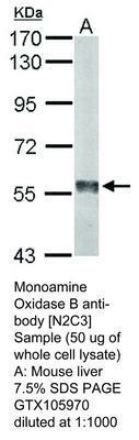 Monoamine Oxidase B antibody [N2C3], GeneTex