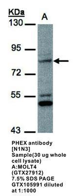 PHEX antibody [N1N3], GeneTex