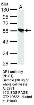 DP1 antibody [N1C1], GeneTex