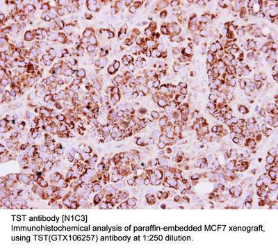 TST antibody [N1C3], GeneTex