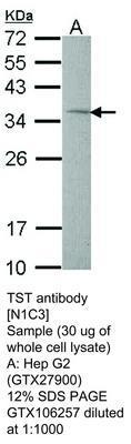 TST antibody [N1C3], GeneTex